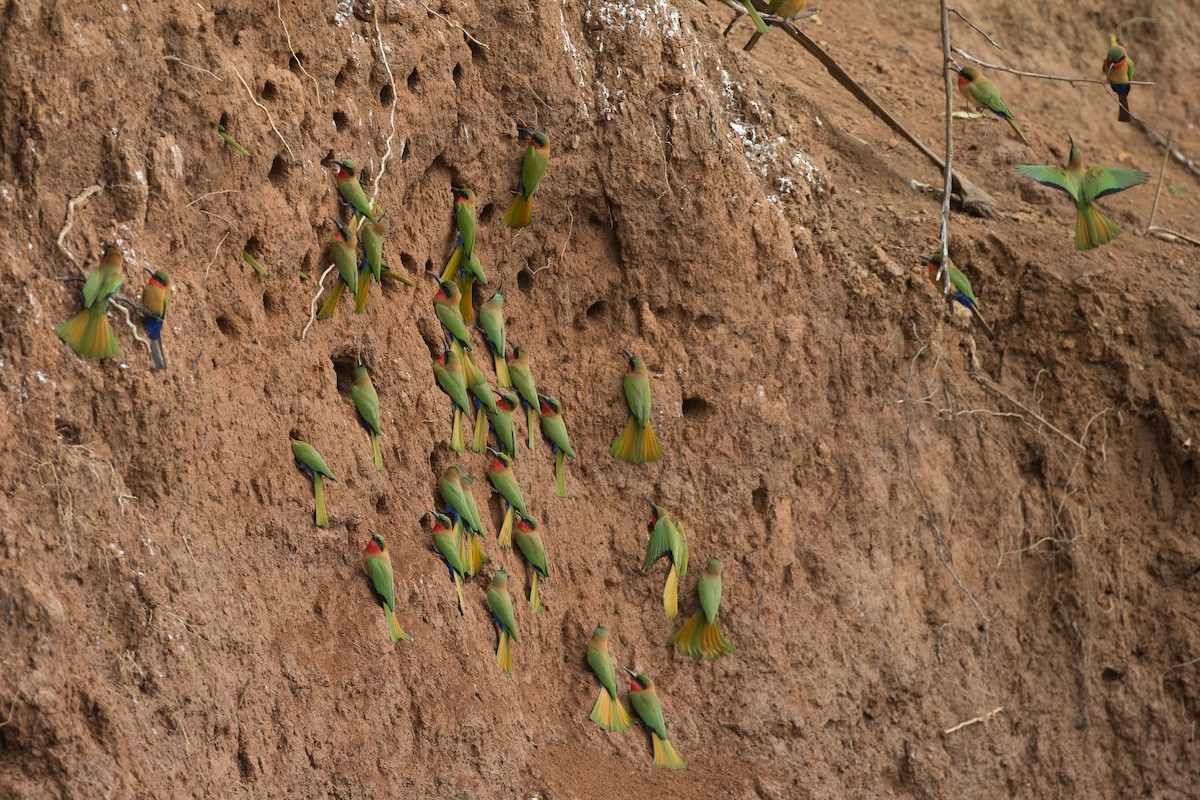 Red-throated Bee-eater - ML38627341