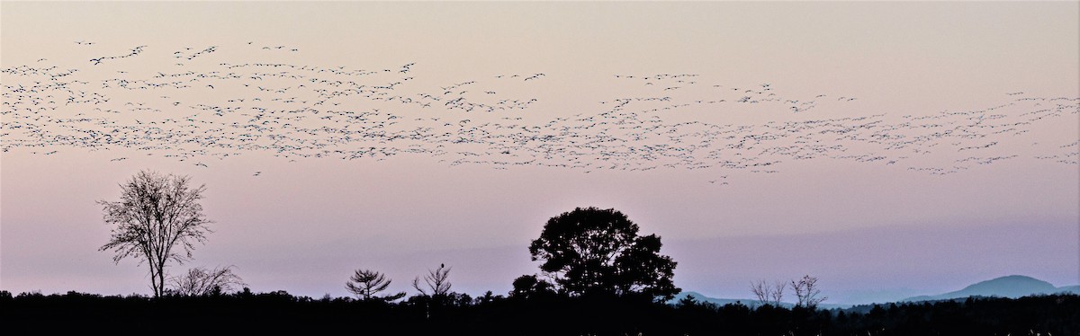 Snow Goose - ML386273571