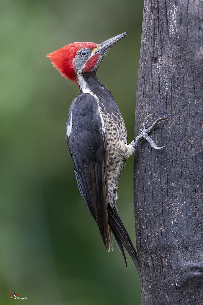 Lineated Woodpecker - ML386275361