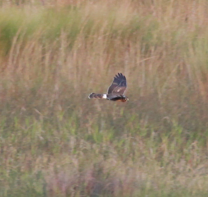 Northern Harrier - Jeff Graham