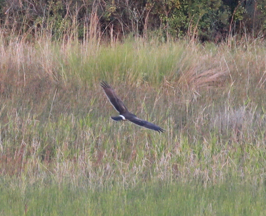 Northern Harrier - ML38627601