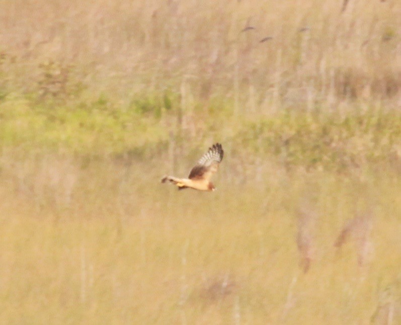 Northern Harrier - ML38627611