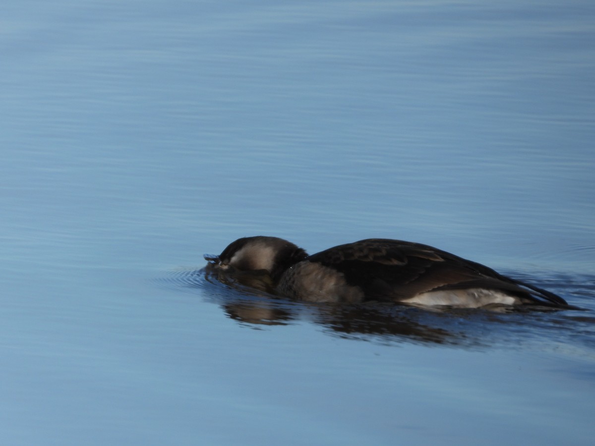 Long-tailed Duck - Pam Rasmussen