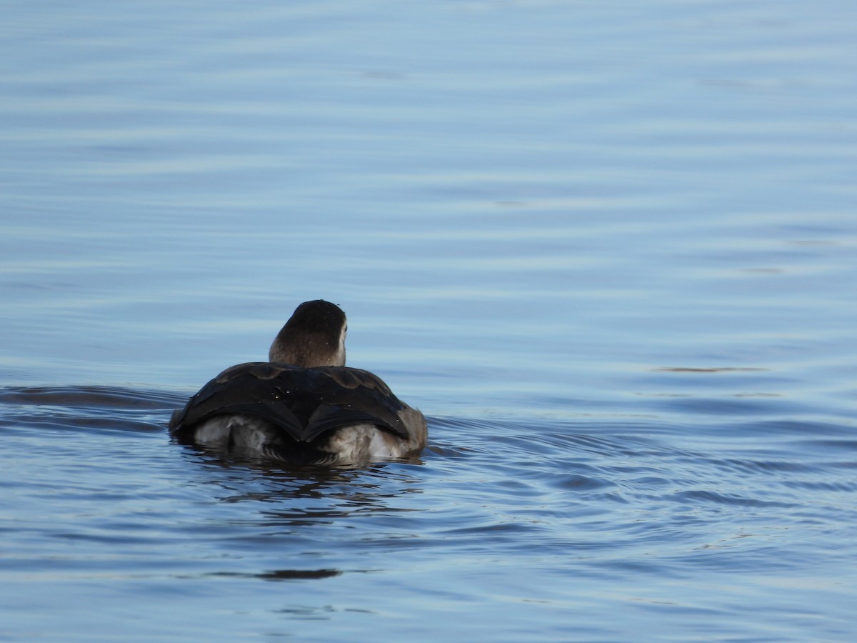 Long-tailed Duck - ML386277341