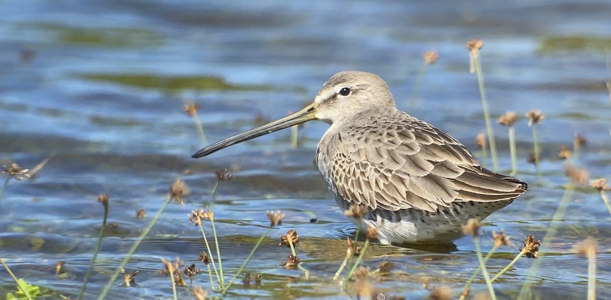 Long-billed Dowitcher - ML386277851