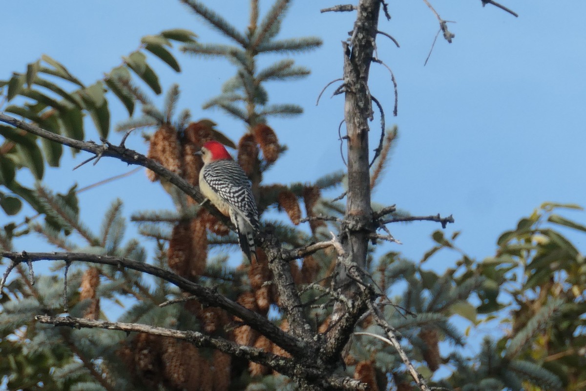 Red-bellied Woodpecker - ML386277951