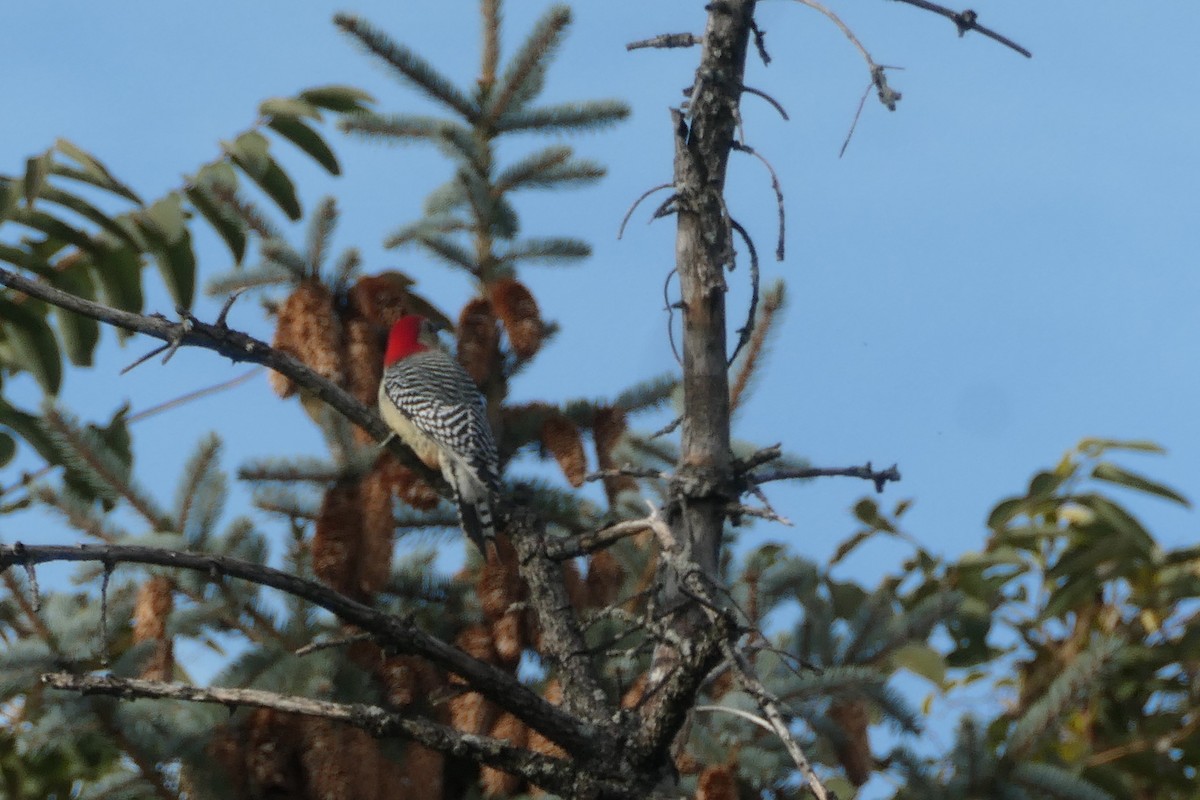 Red-bellied Woodpecker - ML386277971