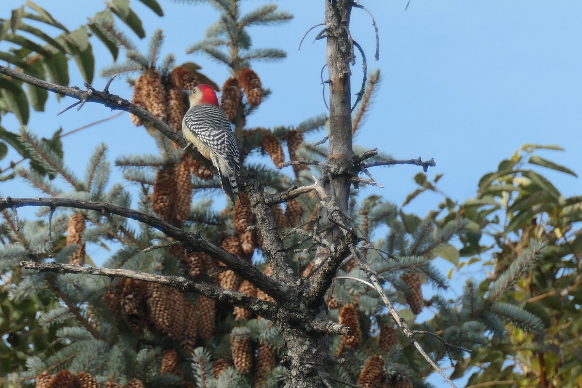 Red-bellied Woodpecker - ML386277991