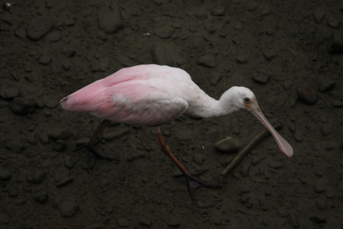 Roseate Spoonbill - ML38628011