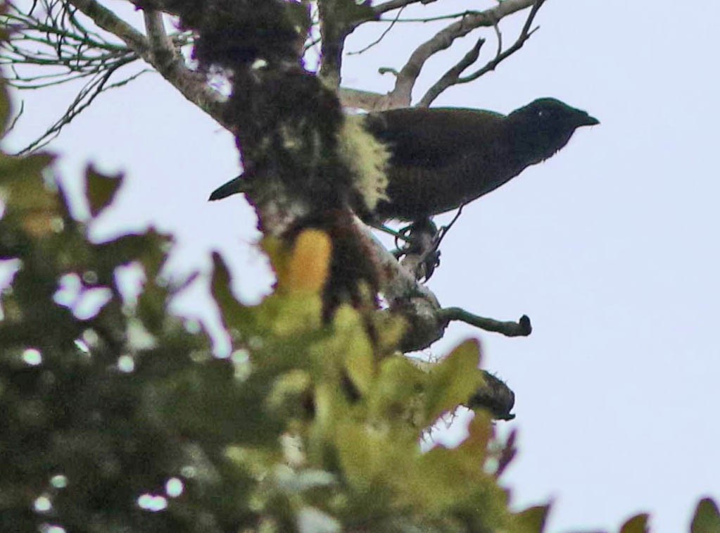 Lawes's Parotia - ML38628061