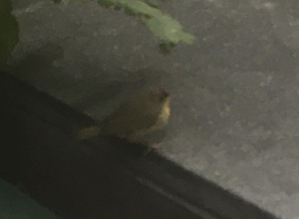 Common Yellowthroat - ML386281221