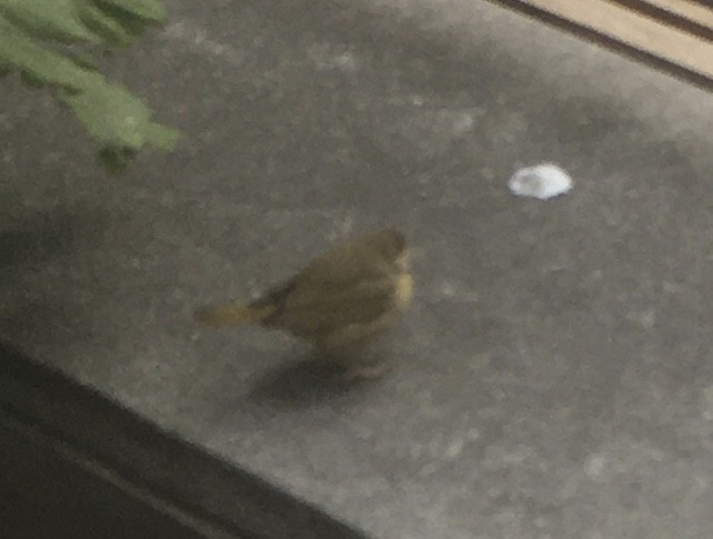 Common Yellowthroat - ML386281251