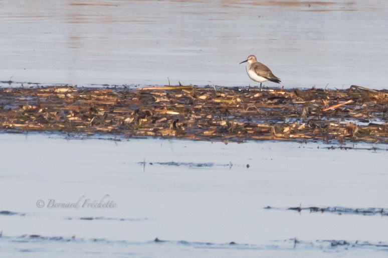 Dunlin - ML386281991