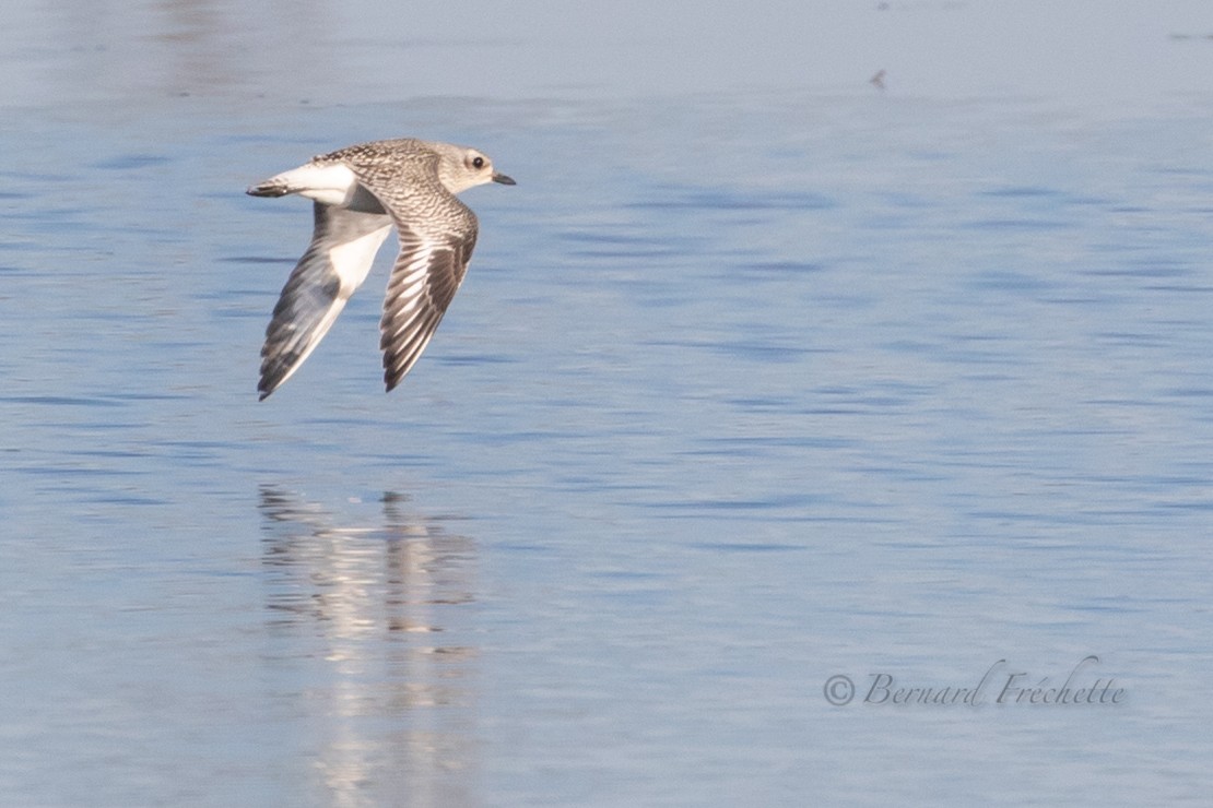 Black-bellied Plover - ML386282451