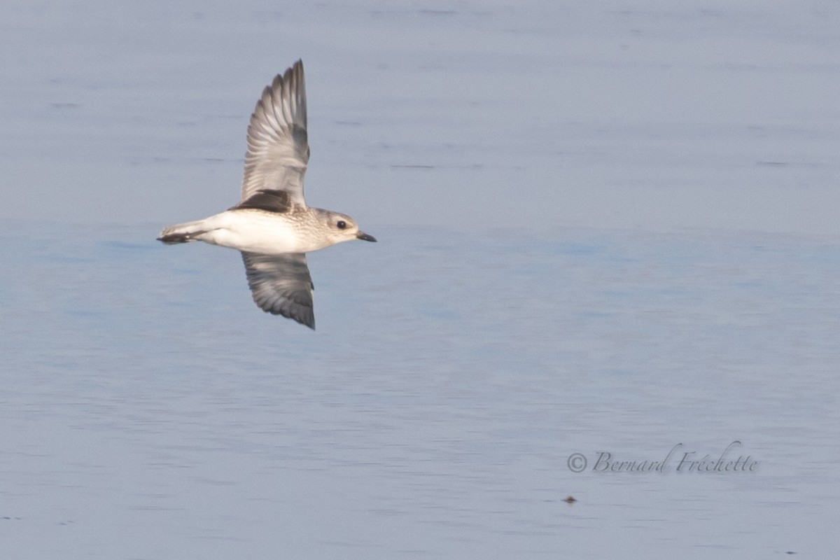 Black-bellied Plover - ML386282461