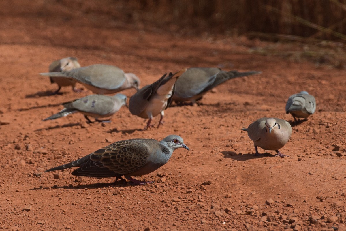 Adamawa Turtle-Dove - ML38628311