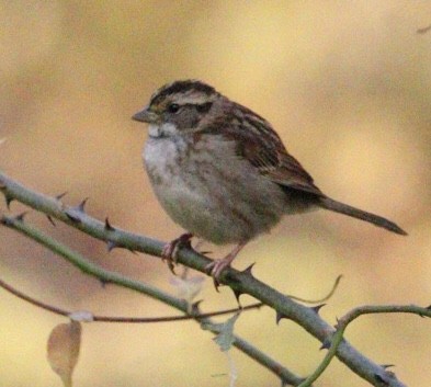 White-throated Sparrow - ML386283631