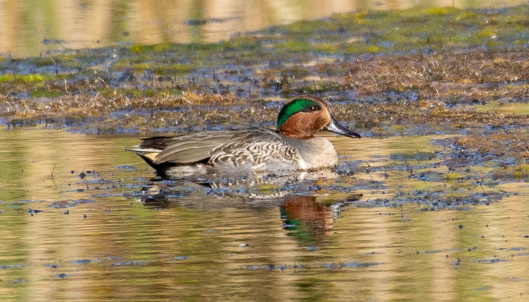 Green-winged Teal - ML386284541