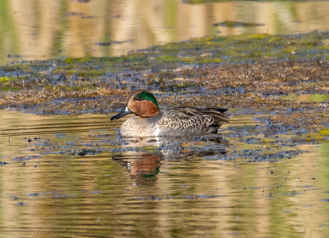 Green-winged Teal - ML386284731