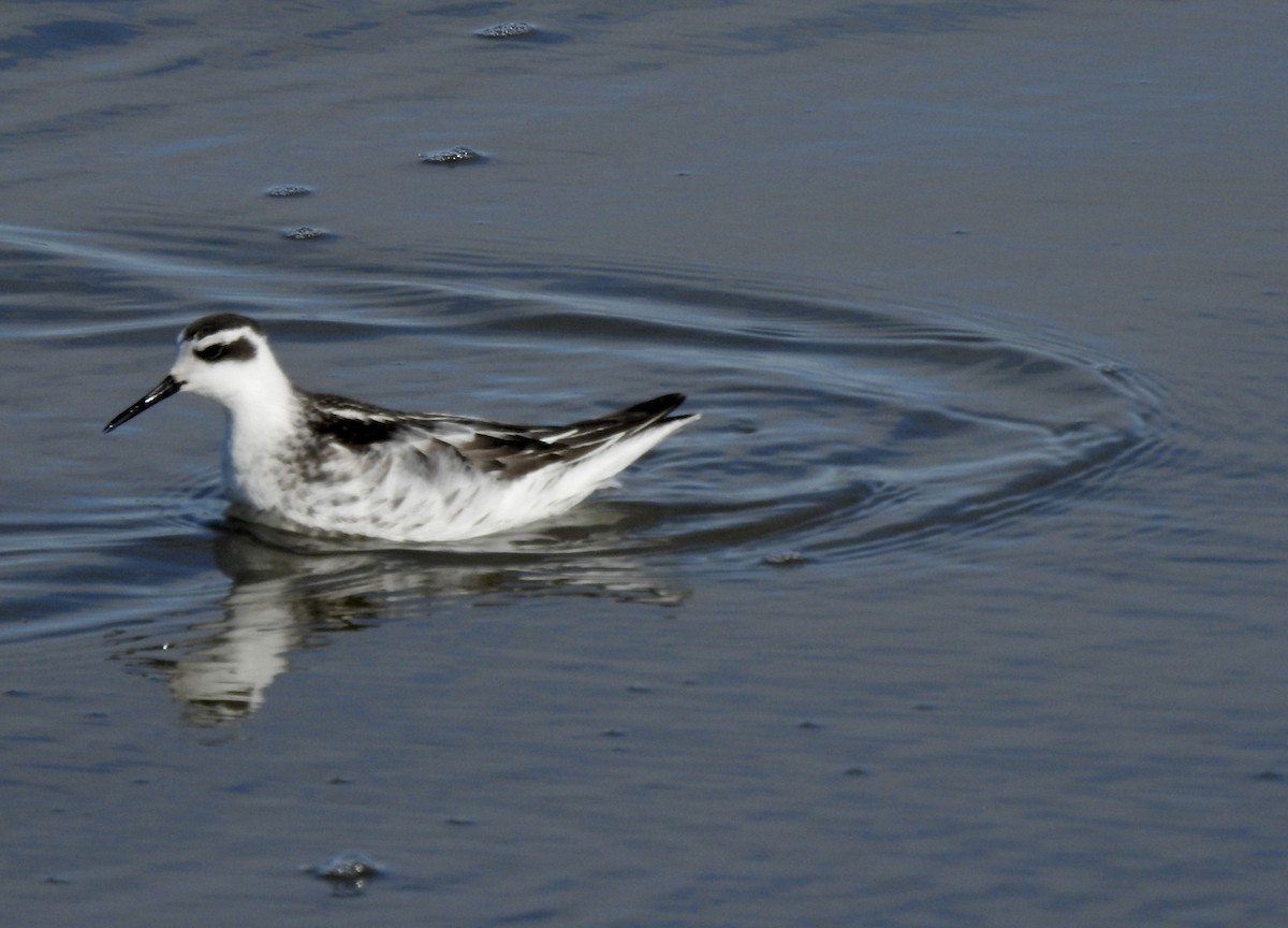 Phalarope à bec étroit - ML386284771