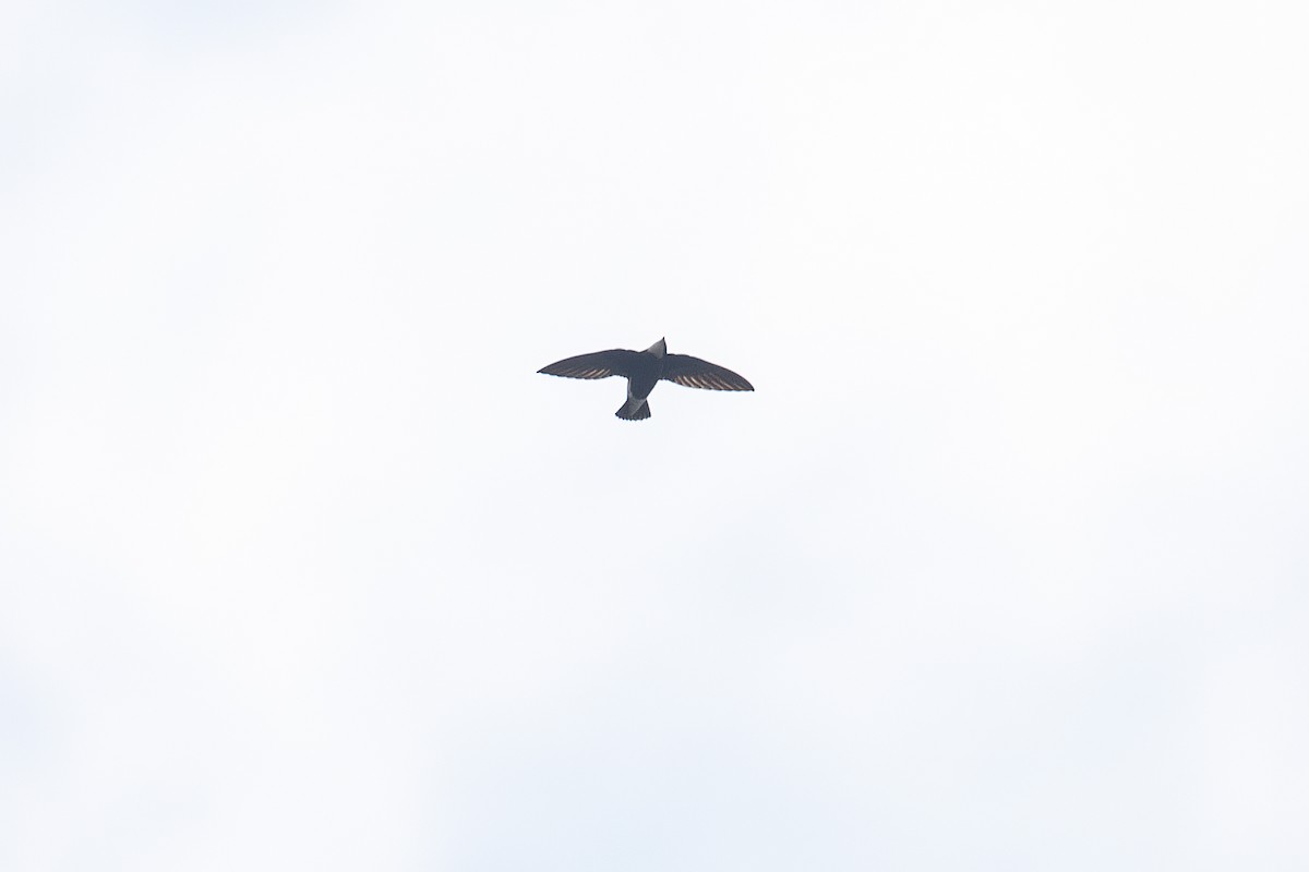 White-throated Needletail - ML386284881