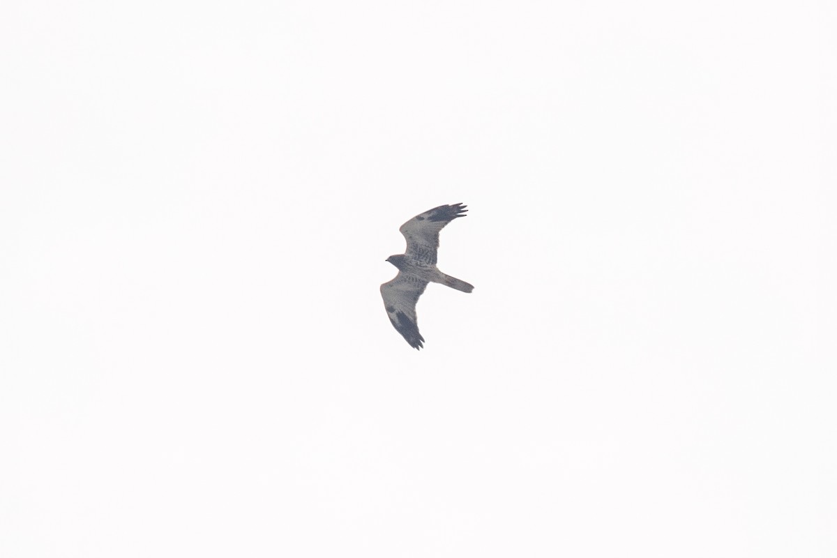 Eastern Marsh Harrier - ML386284921