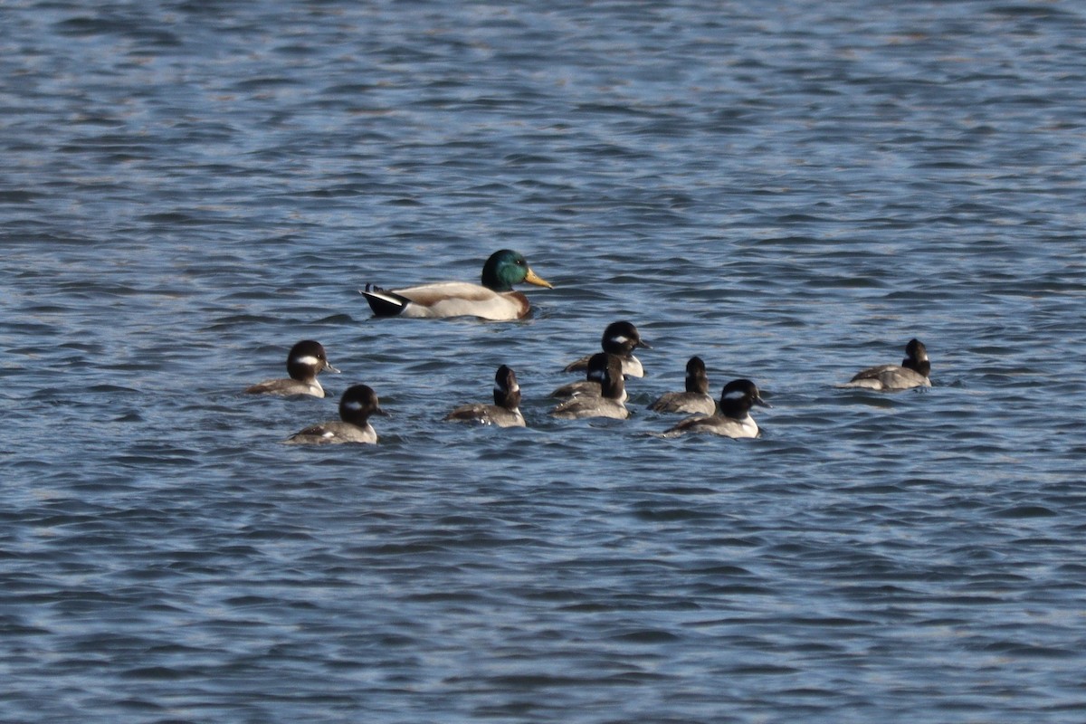 Canard colvert - ML386285091