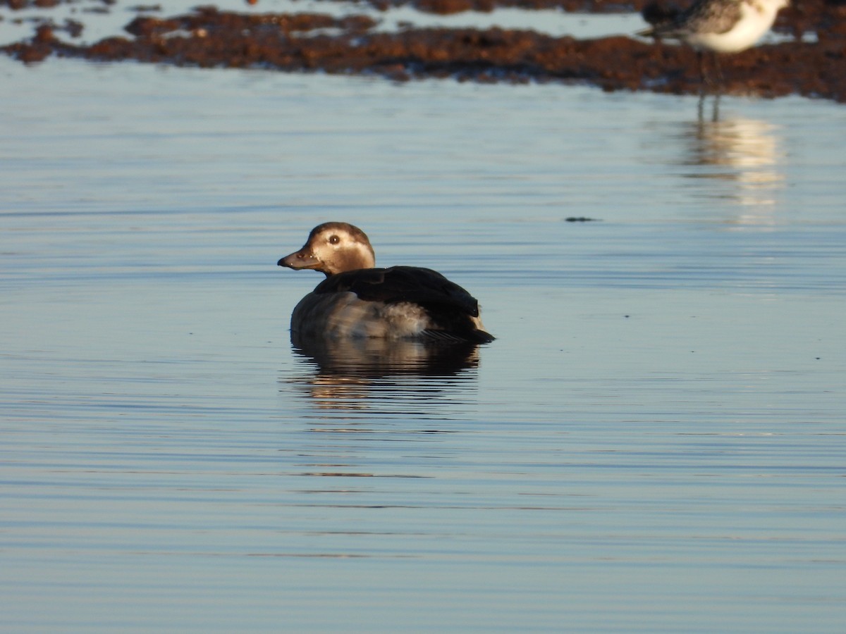 Long-tailed Duck - ML386285121