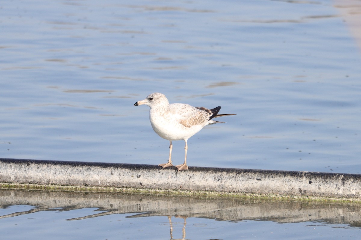 Ring-billed Gull - ML386285991