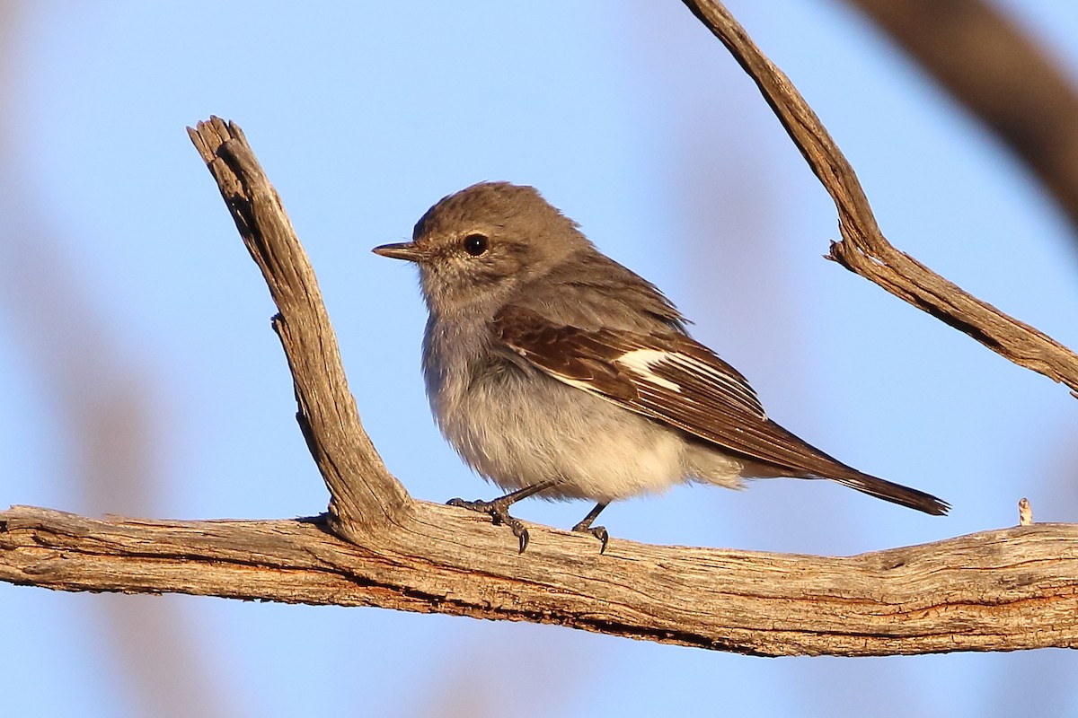 Hooded Robin - ML386286031