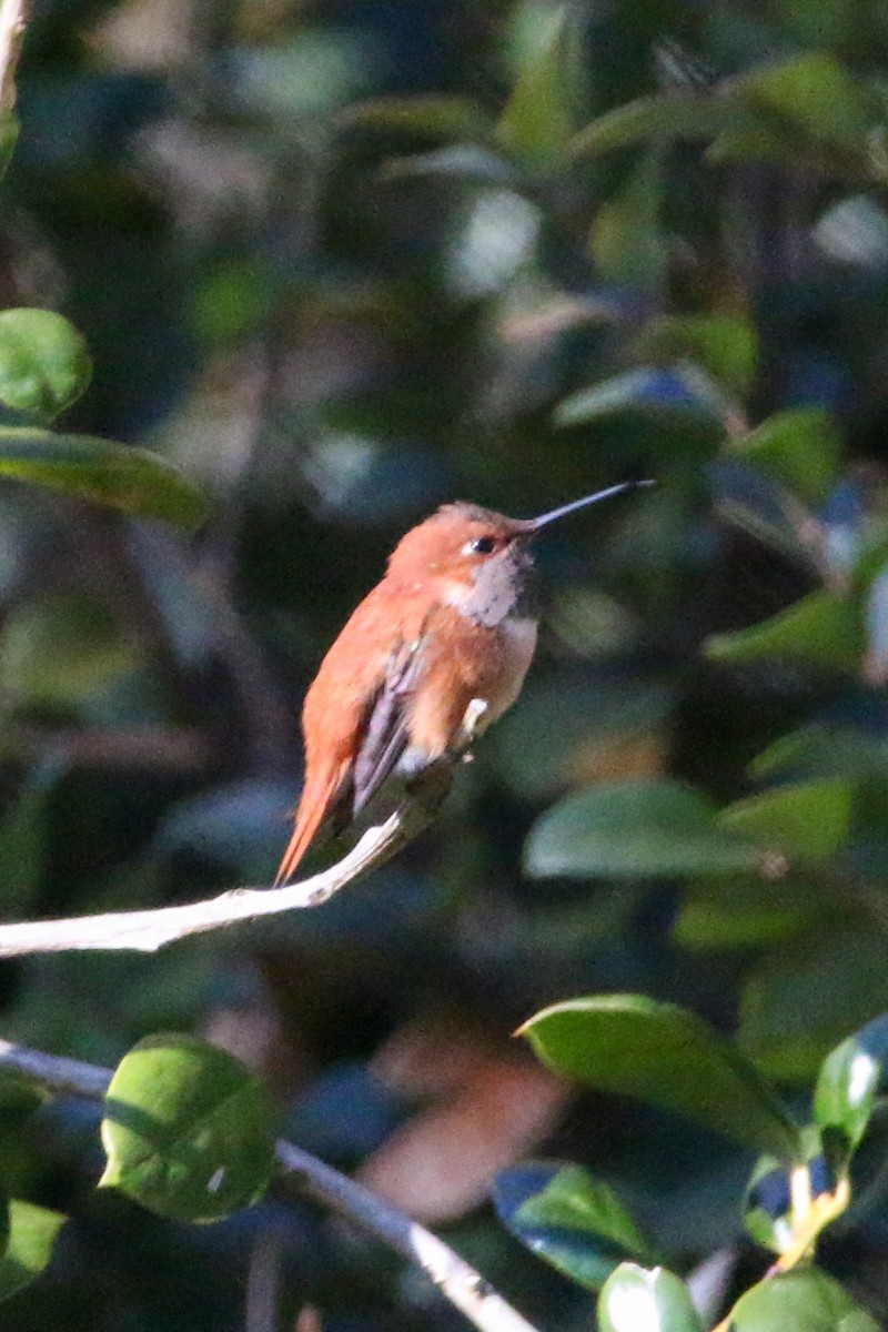 Rufous Hummingbird - Marc Goncher