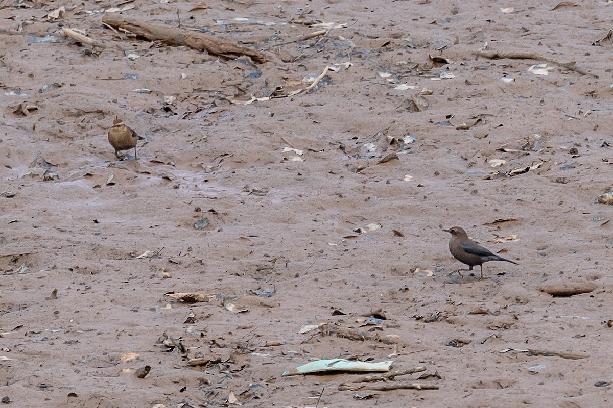 Rusty Blackbird - ML386286691