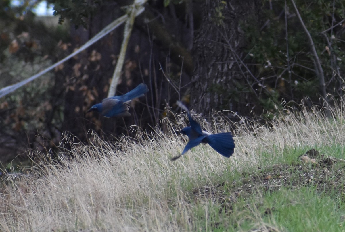 California Scrub-Jay - ML386287231