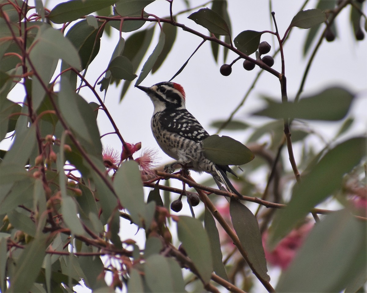 Nuttall's Woodpecker - ML386287361