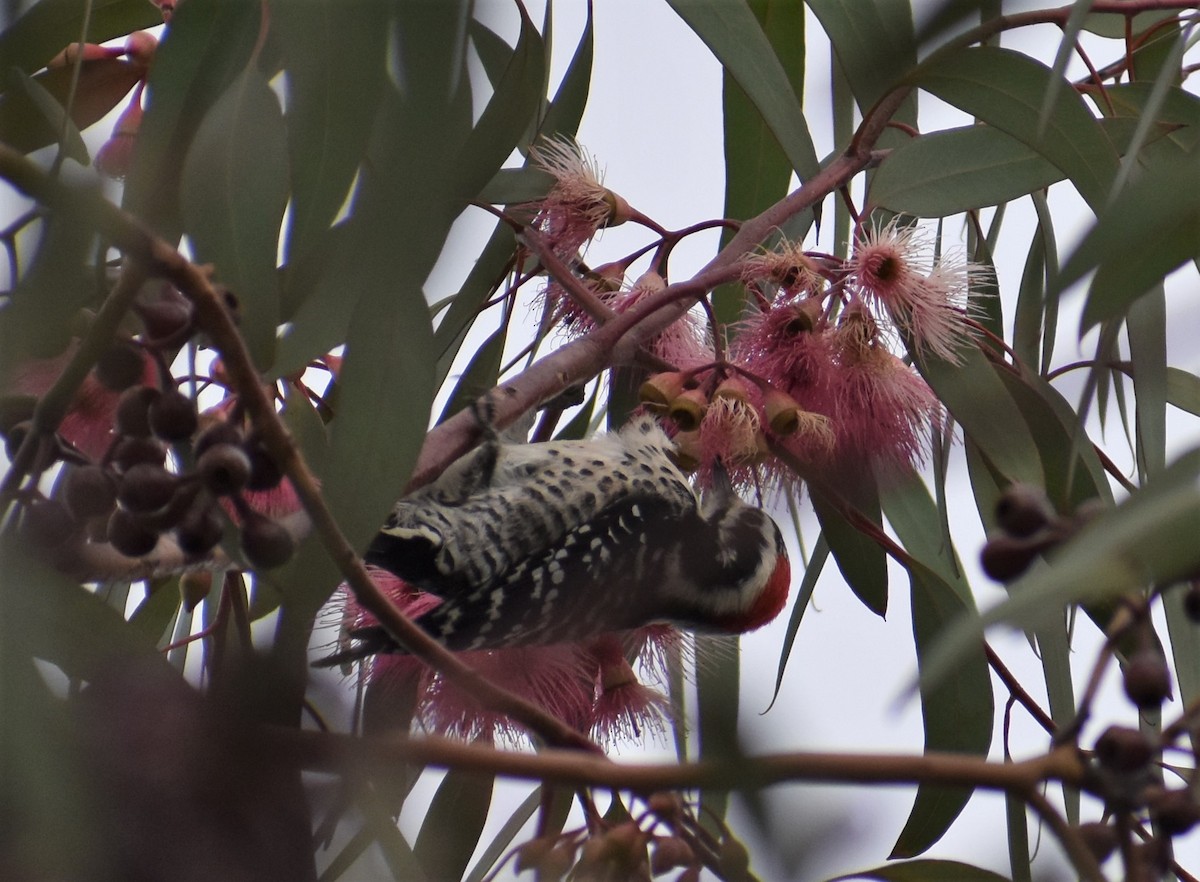 Nuttall's Woodpecker - ML386287401