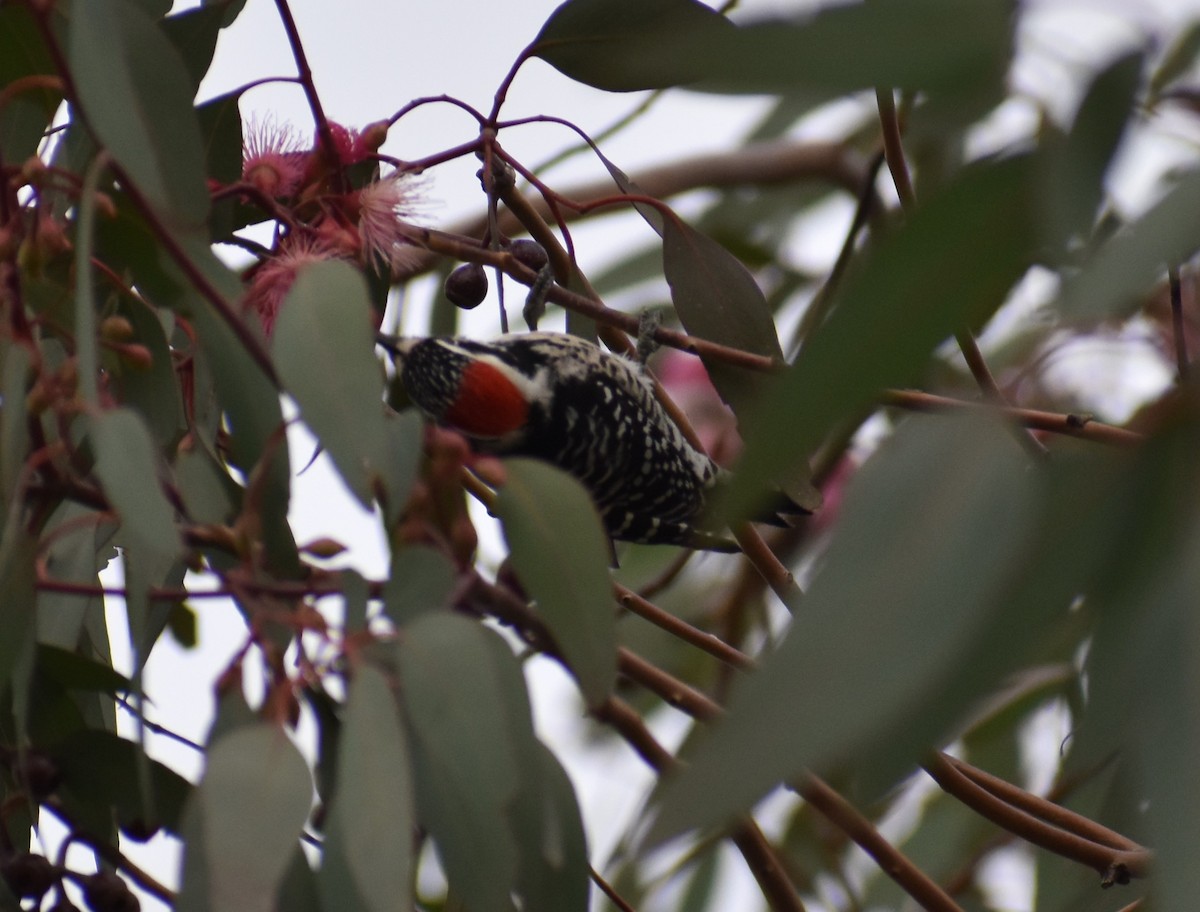 Nuttall's Woodpecker - ML386287461