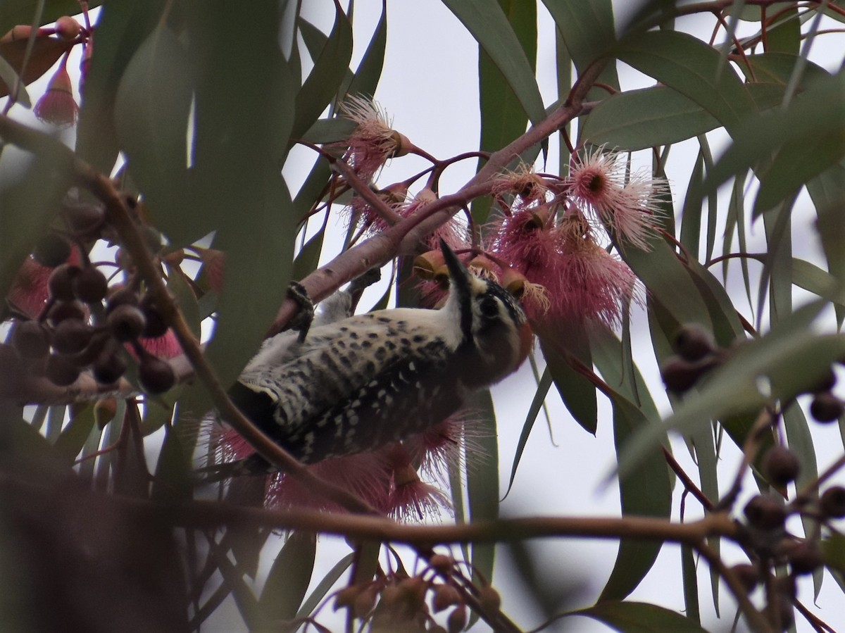 Nuttall's Woodpecker - ML386287551