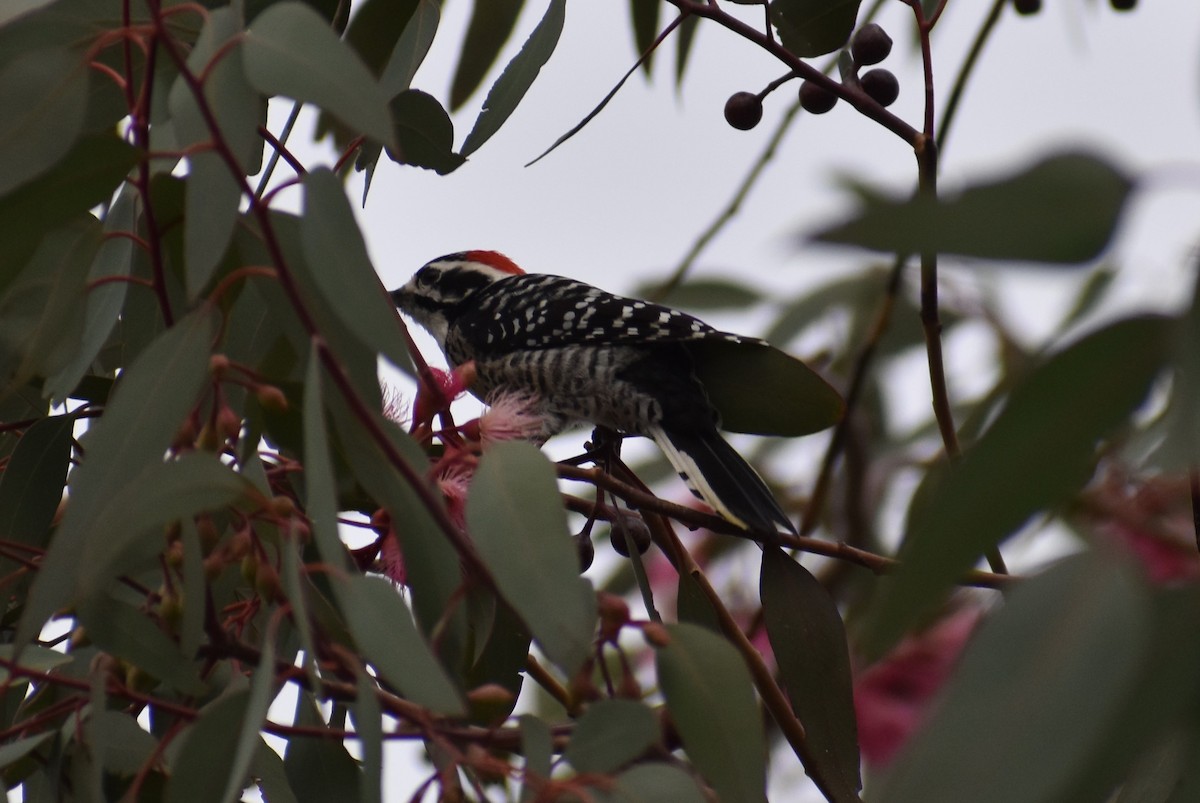 Nuttall's Woodpecker - ML386287711