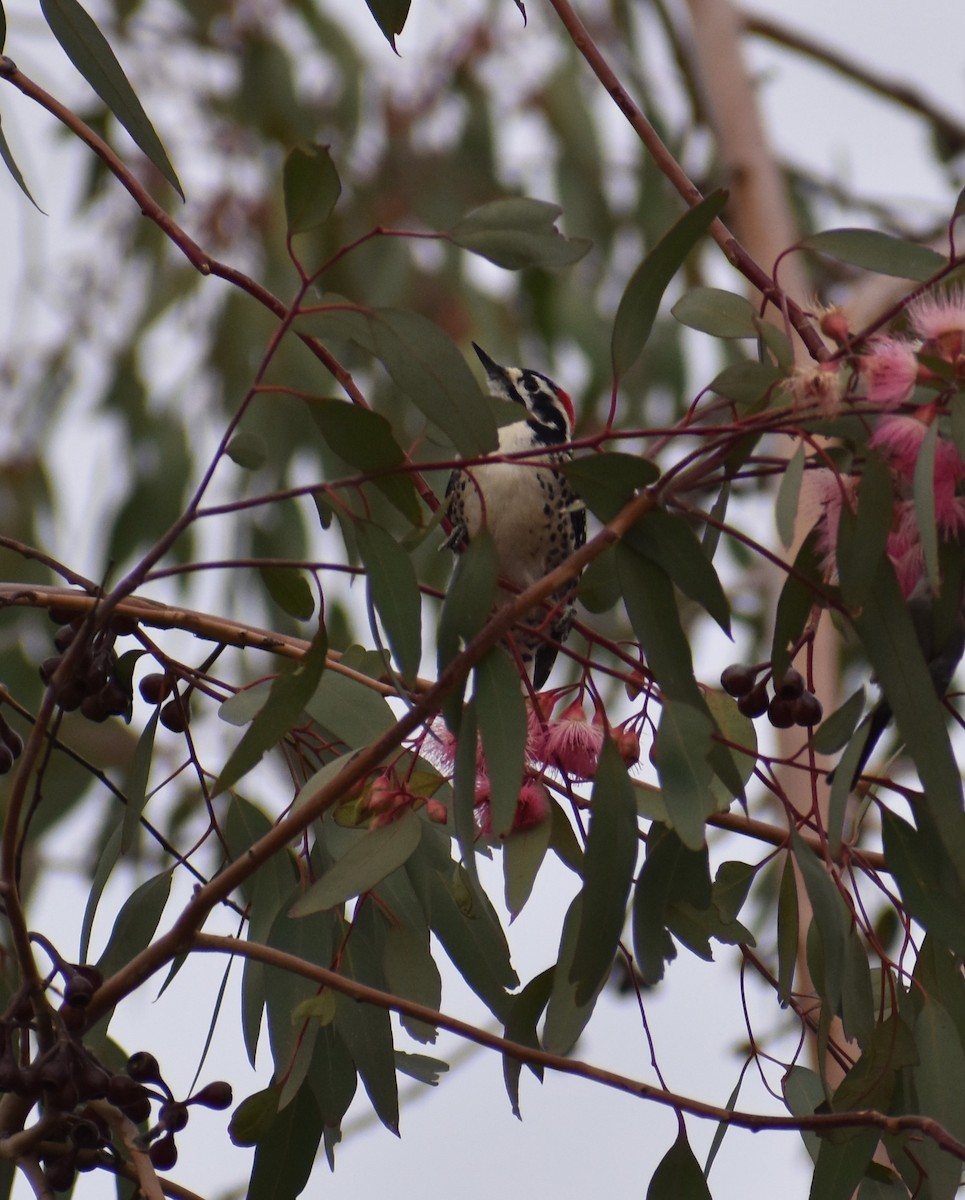 Nuttall's Woodpecker - ML386287761