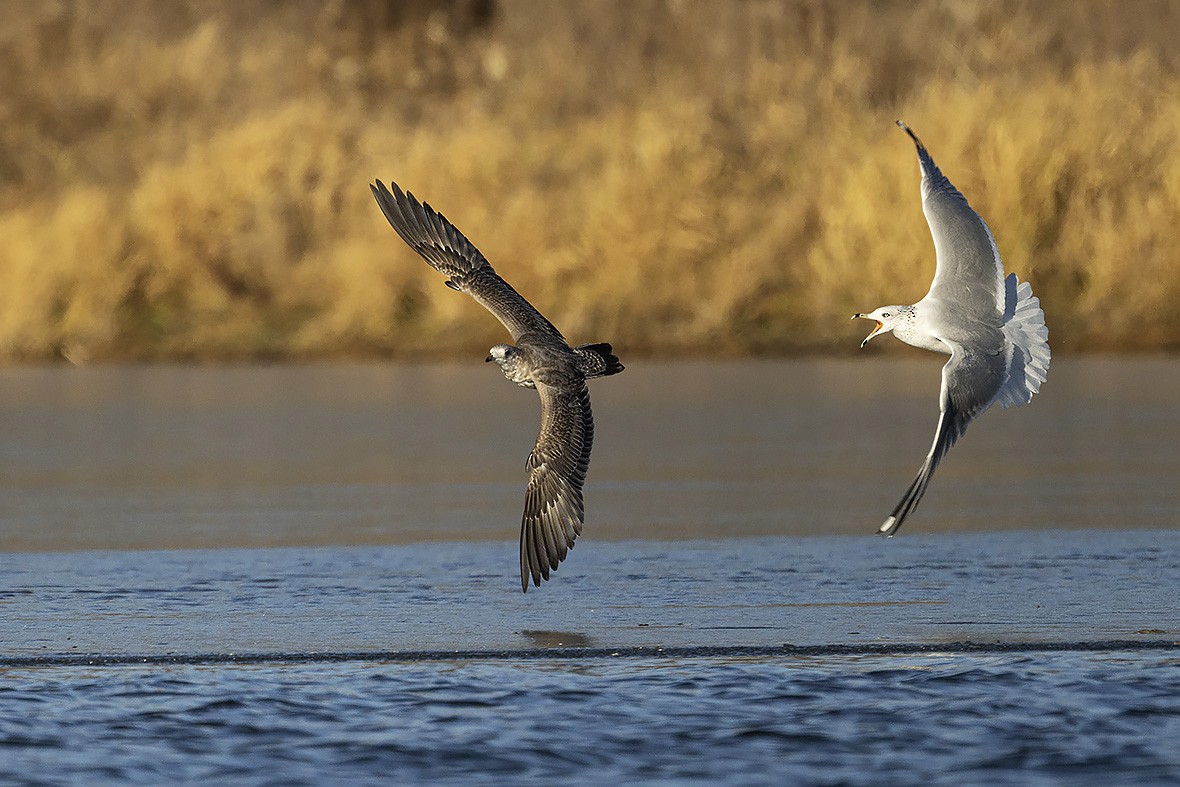 Short-billed Gull - Gerald Romanchuk