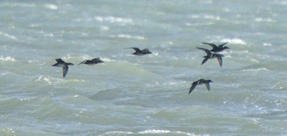 Surf Scoter - Carl Miller