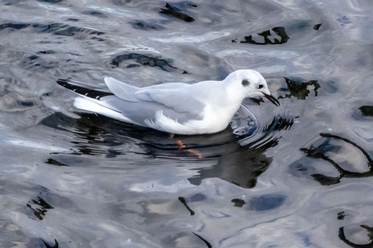 Bonaparte's Gull - ML386289911