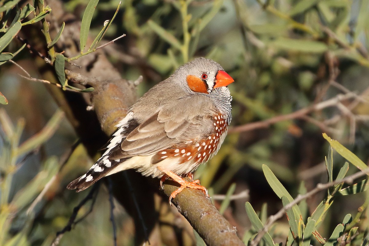 Zebra Finch - ML386290831