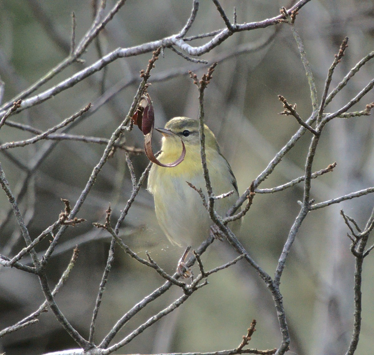 Tennessee Warbler - ML386291131
