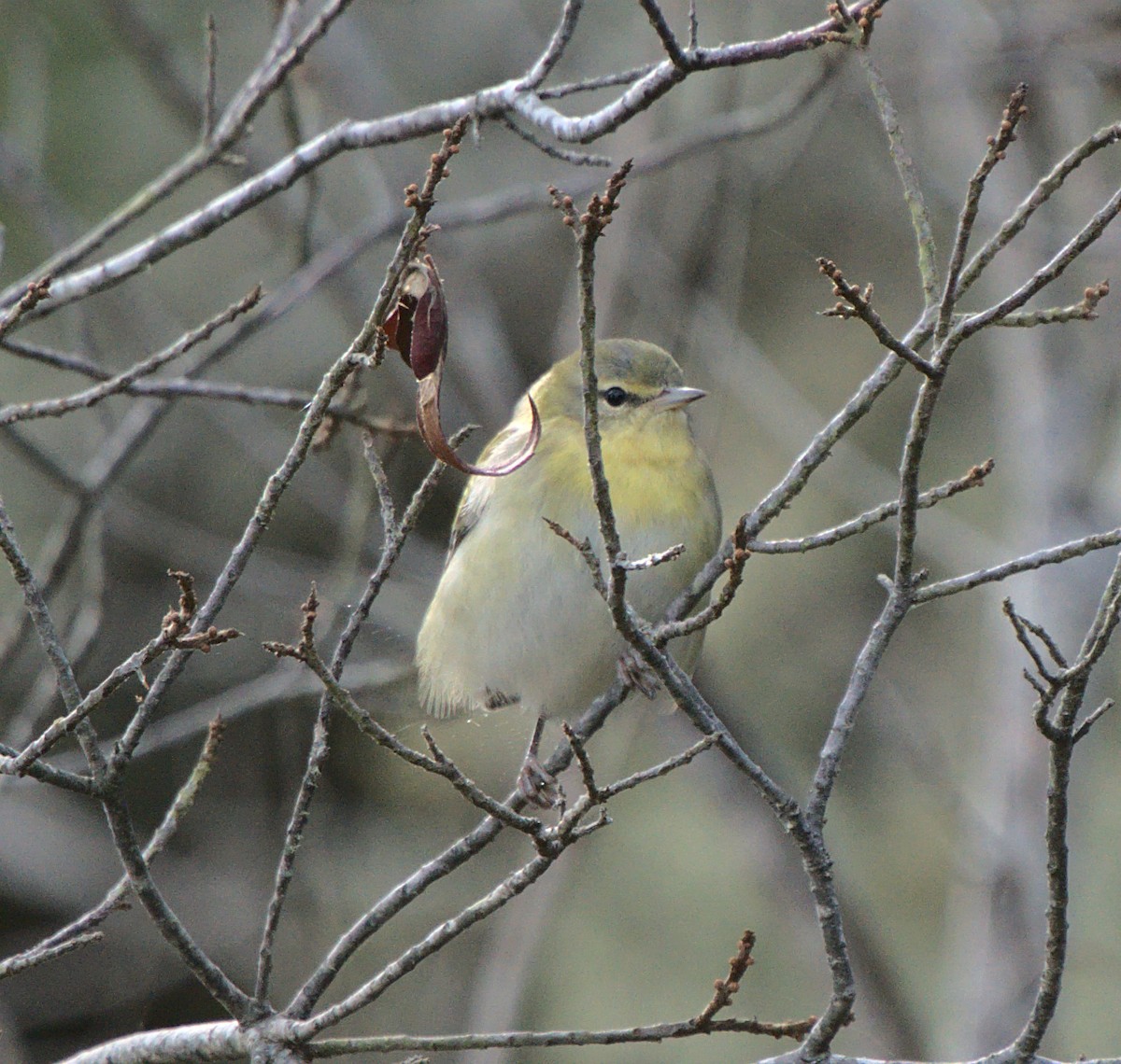 Tennessee Warbler - ML386291151