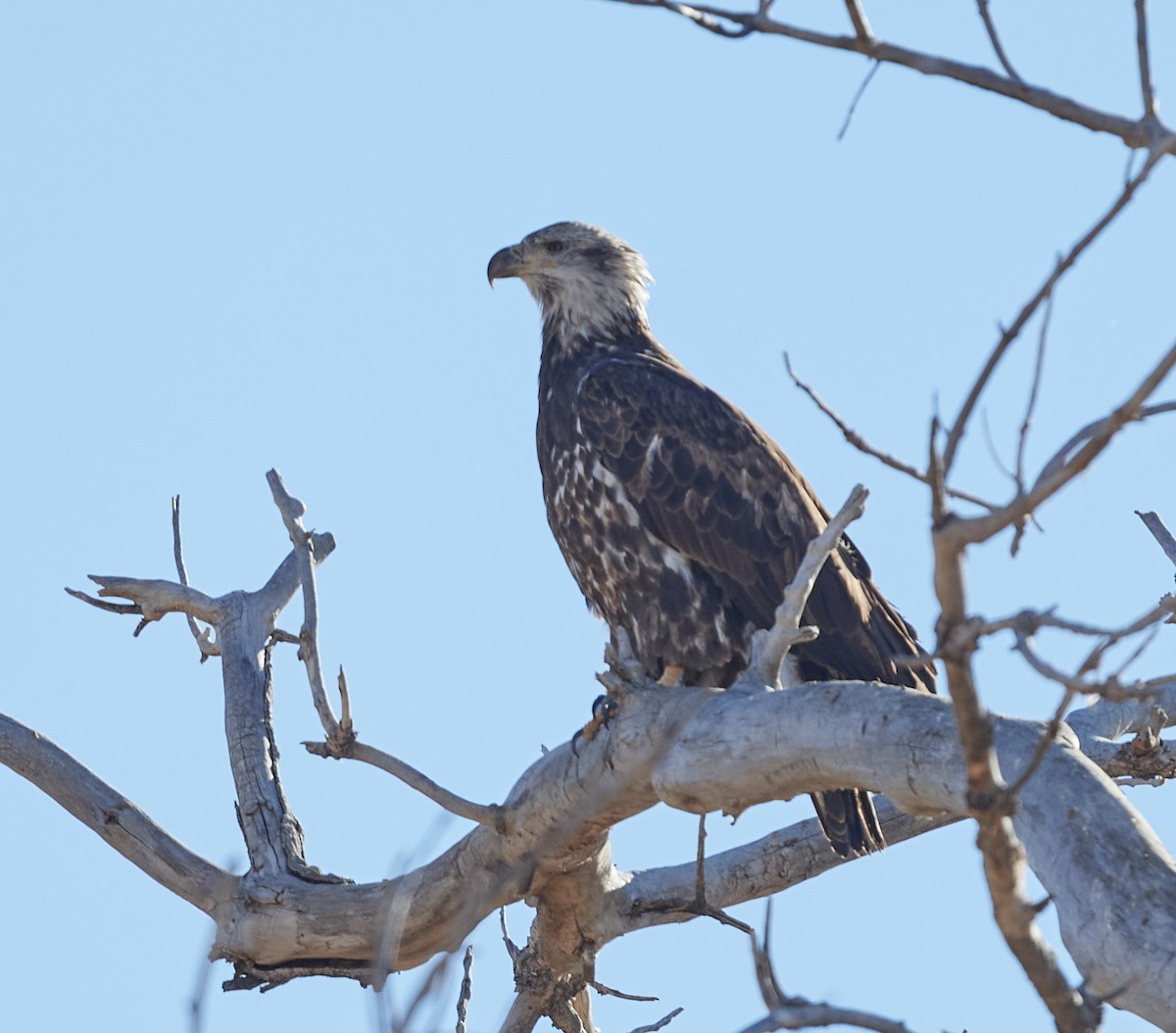 Bald Eagle - ML386291631