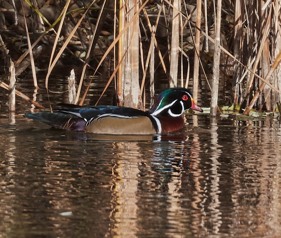 Wood Duck - ML386292011