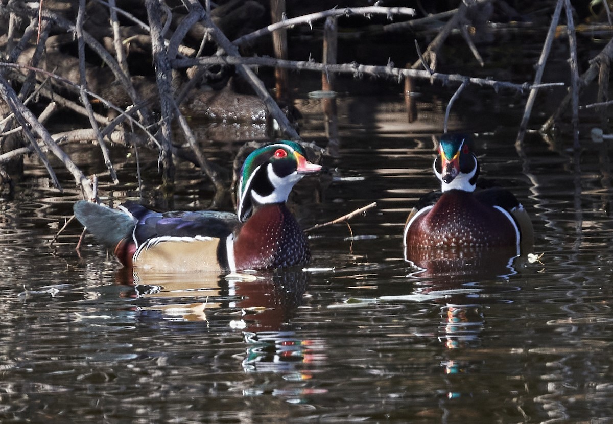 Wood Duck - Thomas Bunker