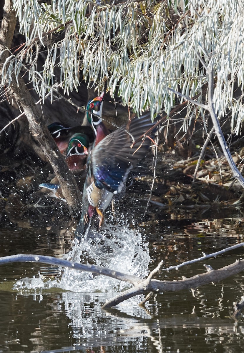 Wood Duck - ML386292031