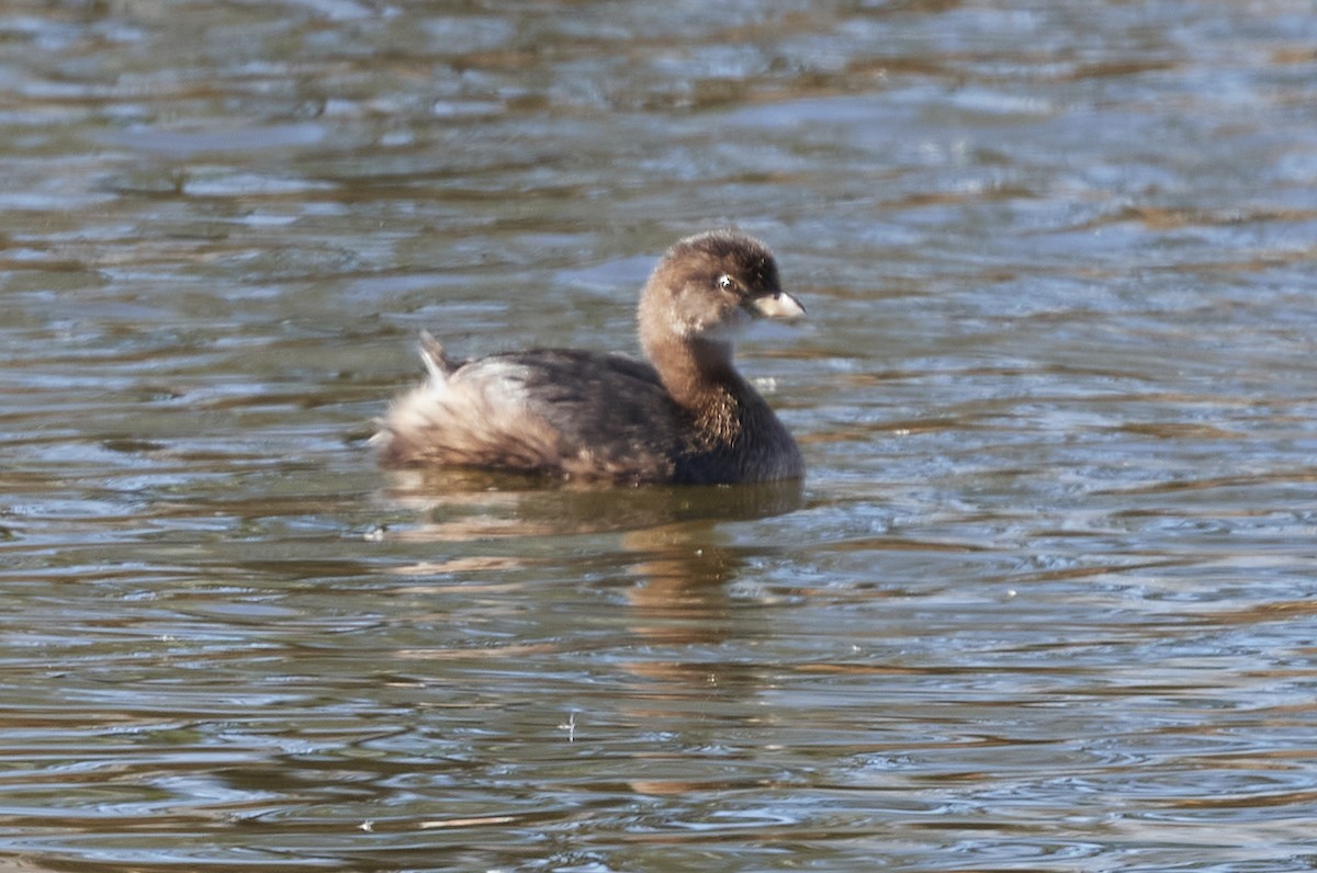 Grèbe à bec bigarré - ML386292181